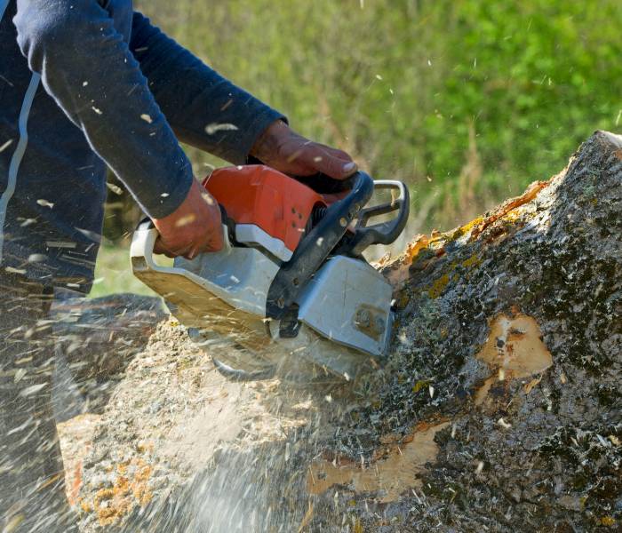 A contractor performaing tree removal in San Diego.